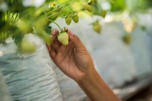 Hermosa mujer campesina comprobando la granja de fresas foto