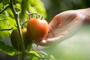 Female hand holding tomato on organic farm photo