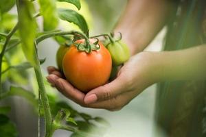 mano femenina que sostiene el tomate en la granja orgánica