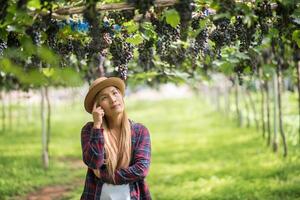 Happy young women gardener holding branches of ripe blue grape photo