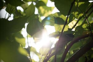 Green leaf in the nature background photo