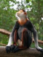 Red shanked Douc Langur photo