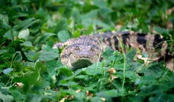 small crocodile hiding in green grass photo