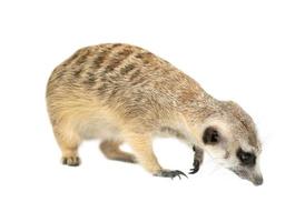 cute meerkat Suricata suricatta  isolated photo