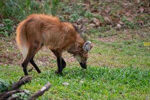 Maned wolf Chrysocyon brachyurus photo