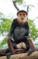 Red shanked Douc Langur photo