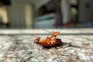cucaracha muerta en el piso