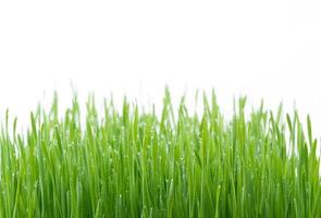 Green wheat grass isolated on white background photo