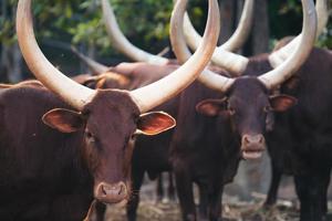 ankole watusi cattle in zoo photo