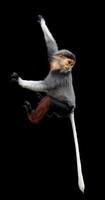 red shanked Douc Langur isolated on black background photo