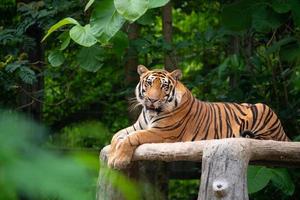 bengal tiger lying  down photo