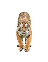 bengal tiger isolated photo