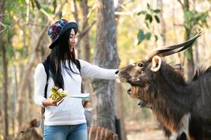 woman watching and feeding animal in zoo photo