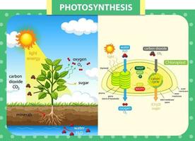Diagram showing process of photosynthesis in plant vector