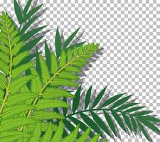 Nature plants frame grid background vector