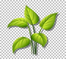 Tropical plant on grid background vector