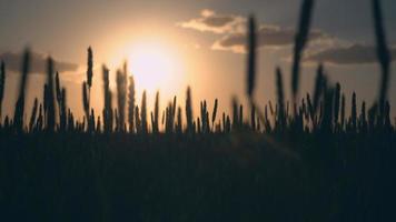 close-up zicht op het veld met jonge plant video