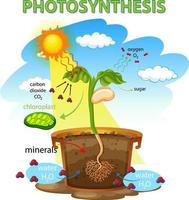 Diagram showing process of photosynthesis in plant vector