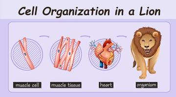 Diagram showing cell organization in a lion vector