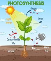 Diagram showing process of photosynthesis in plant vector