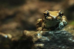 An Amazon Milk Frog Sitting on a Rock photo