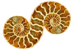 Symetrical Fossil Nautilus on White Background photo