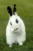 White Bunny Rabbit Outdoors in Grass photo