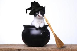 Adorable gatito vestido como una bruja de Halloween con sombrero y escoba en el caldero foto