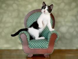 Little Kitten Sitting in a Chair photo