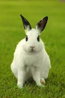 White Bunny Rabbit Outdoors in Grass photo