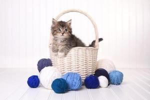 Lindo gatito en una canasta con hilo en blanco