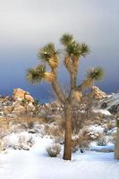 paisaje nevado en el parque nacional joshua tree foto