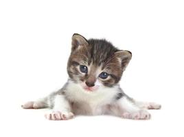 lindo gatito bebé sobre un fondo blanco