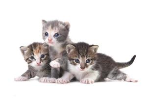 Tres gatitos bebé sobre un fondo blanco.