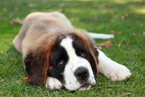 cachorro al aire libre en la hierba foto