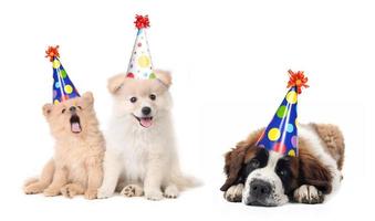cachorros tontos celebrando cumpleaños foto