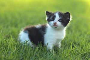 Baby Kitten Outdoors in Grass photo