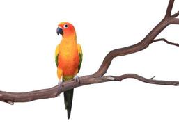 Single Sun Conure Parrot on a Tree Branch photo