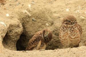 Madriguera de búhos juveniles en el sur de California en su hábitat salvaje foto