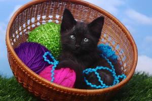 Adorable Kitten in a Case Filled with Yarn photo