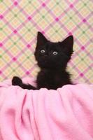 Gatito curioso sobre un fondo rosa suave foto