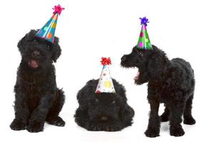 Birthday Black Russian Terriers photo