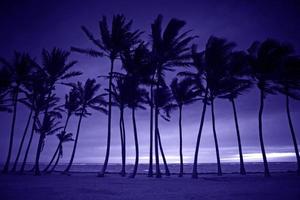Purple Silhouette of Tall Palm Trees photo