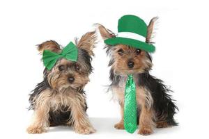 Yorkshire Terrier Puppies Celebrating Saint Patricks Day photo