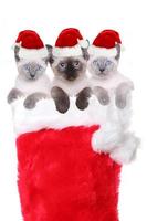 Kittens in a Stocking Wearing Santa Hats photo