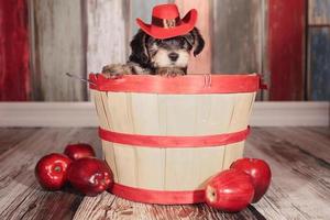 Cute Teacup Yorkie Puppy in Adorable Backdrops and Prop for Calendar or Cards photo