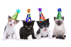 Canción de cumpleaños cantando gatitos sobre fondo blanco.