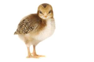 Adorable Baby Chick Chicken on White Background photo