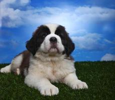 Adorable Saint Bernard Pups photo