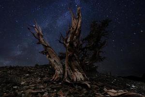 Light Painted Landscape of  Stars in Bristlecone Pines photo